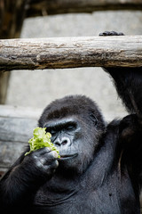 Portrait d'un gorille des plaines de l'ouest