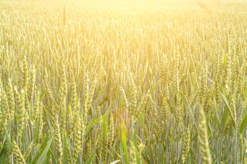 Wheat field green rye plant. Cereal bread grain in farm landscape on sunset sky golden background. Agriculture summer harvest.