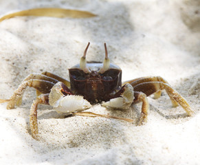 Attractive exotic crab. Fauna of seaside. Tropical wildlife. Postcard, wallpaper and background.