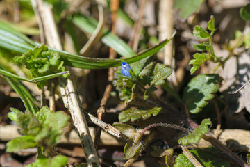 オオイヌノフグリ