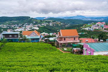 Small village in a tea hill valley on a stormy day in the highlands of Da Lat, Vietnam. The place provides a great deal of tea for the whole country