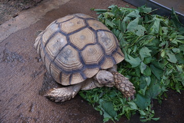 A giant turtle eating vegetables