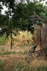 Old summer garden with a vegetable garden.