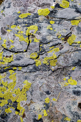 mosses and lichens on the stone