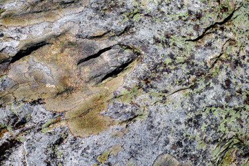 mosses and lichens on the stone