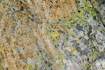 mosses and lichens on the stone