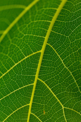 Close up of green leaf pattern