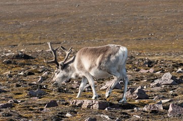 Äsendes Rentier - Spitzbergen -