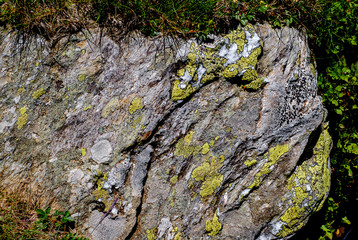 mosses and lichens on the stone