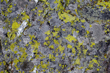 mosses and lichens on the stone