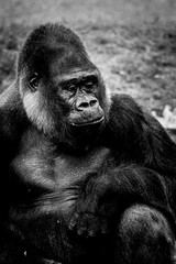 Portrait d'un gorille des plaines de l'ouest
