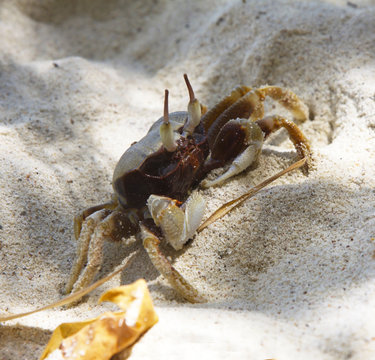 Macro image of sea crab at the sand. Ecology photo. Tasty seafood. Colorful wildlife. Tropical fauna on the Sandy shore.