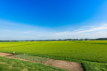 Obraz premium 日本の主食お米 出穂期の田園風景と畑仕事