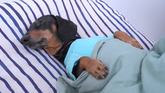 Dachshund in pajamas sweetly sleeping in bed on pillow covered with blanket at home or in hotel room. Dog suddenly hears loud sound and wakes up. Light sleep and weak nerves.