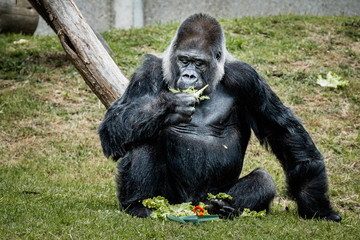 Portrait d'un gorille des plaines de l'ouest
