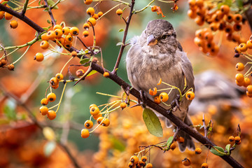 Closeup portrait of a small sparrow bird sitting in a tree full of orange berries in autumn