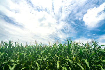 Obraz premium Corn fields ready to be harvested in the rural highlands of red basalt Vietnam