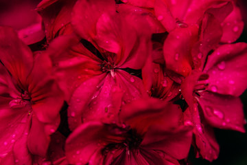 Stunning pink-red geranium flowers
