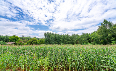 Fototapeta na wymiar Corn fields ready to be harvested in the rural highlands of red basalt Vietnam
