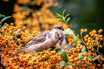 Closeup of a sparrow in a tree full of fruit