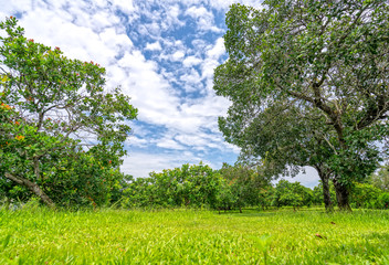 Fototapeta na wymiar Cashew orchard in the highlands of red basalt land of Vietnam