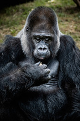 Portrait d'un gorille des plaines de l'ouest