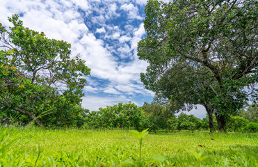 Cashew orchard in the highlands of red basalt land of Vietnam