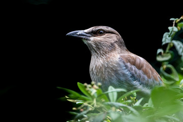 closeup of a European Roller