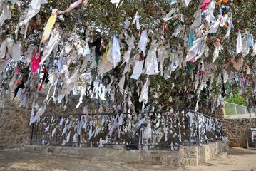 Huge Terebinth tree above the ancient Agia Solomonis catacomb with branches full of coloured rags...