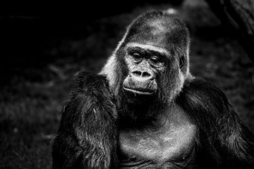 Portrait d'un gorille des plaines de l'ouest