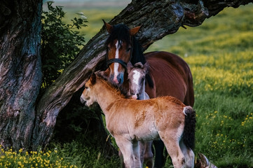 Klacz z małymi źrebakami szukająca cienia pod drzewem © Monika