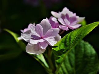 close up of pink flowers