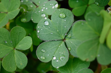 Feuille d'oxalis