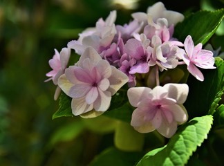 pink and white flowers