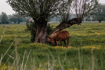 Krajobraz łąka z koniem pod starą wierzbą