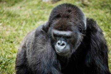 Portrait d'un gorille des plaines de l'ouest