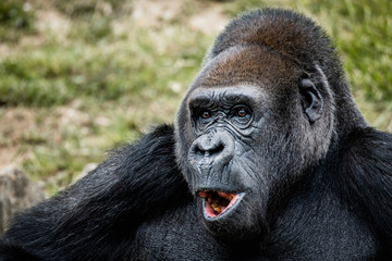 Obraz premium Portrait d'un gorille des plaines de l'ouest
