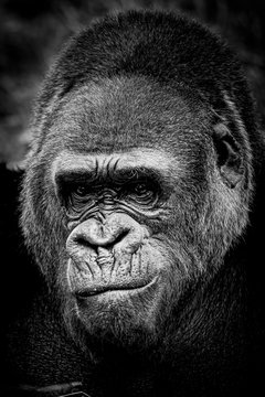 Portrait d'un gorille des plaines de l'ouest