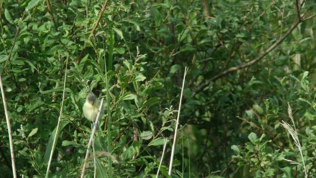 Willow Warbler ,Phylloscopus trochilus, climbing on reed