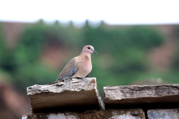 a birds sitting on a stone with green background