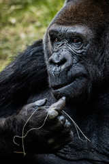 Fototapeta premium Portrait d'un gorille des plaines de l'ouest
