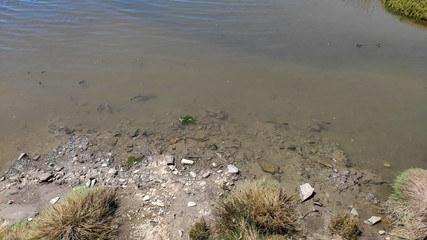 Fish looking for food on the water surface at the estuary of the Cávado river in Esposende, Portugal.