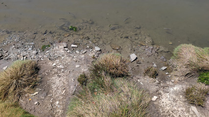 Fish looking for food on the water surface at the estuary of the Cávado river in Esposende, Portugal.