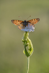 species of butterflies of the genus Shashechnitsa (Melitaea) of the Nymphalidae family (Nymphalidae) in the early morning on a field flower dries its wings from dew