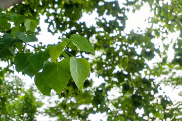 Fototapeta na wymiar Bodhi leaves or Ficus religiosa. The symbols of Buddhism. Bodhi leaves in the nature background.