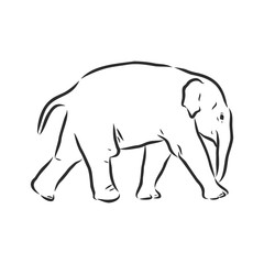 Baby elephant in outline style isolated on white background, vector illustration