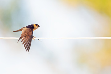 A red-rumped swallow (Cecropis daurica) perched and preening on a electric cable in the morning sun of Greece.