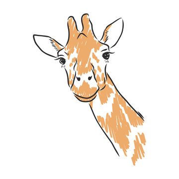 Giraffe Vector In Black Ink Hand Drawn Sketch Isolated On White Background