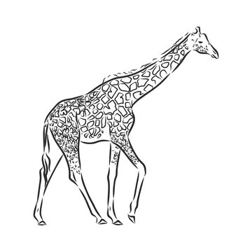 giraffe vector in black ink hand drawn sketch isolated on white background