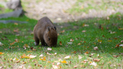 Capybara